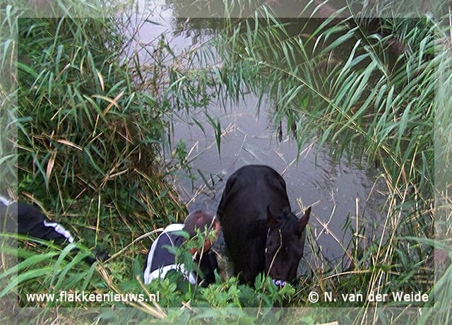 Paard uit sloot gered
