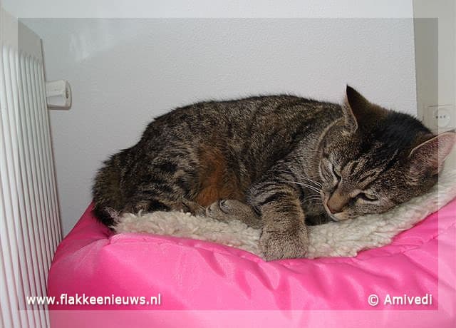 Gevonden en vermiste huisdieren week 36 - 2008