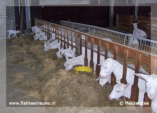 Lammetjes bij de Mekkerstee