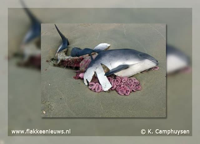 Beloning voor tips over verminking beschermde zeezoogdieren