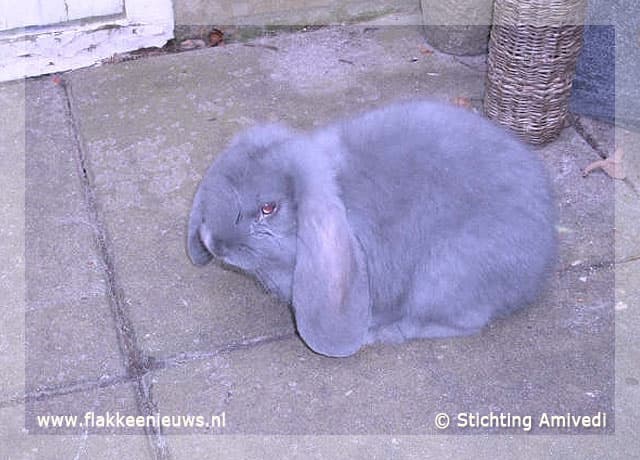 Gevonden en vermiste huisdieren week 4