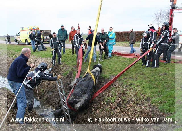 Brandweer schiet paard te hulp