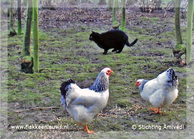 Gevonden en vermiste huisdieren week 20-2009