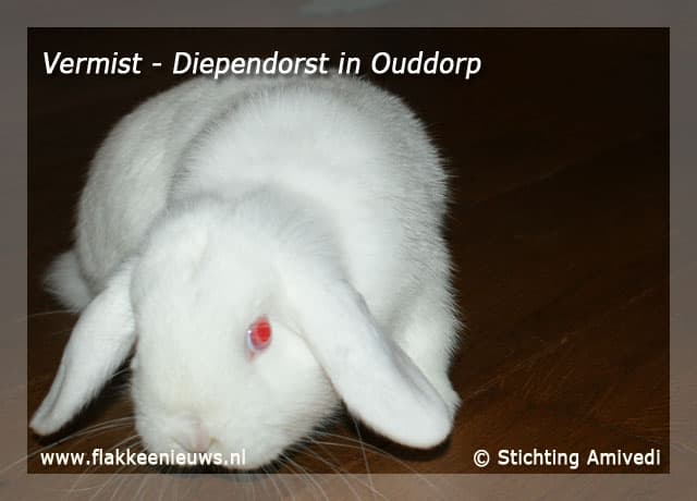 Gevonden en vermiste huisdieren week 27-2009