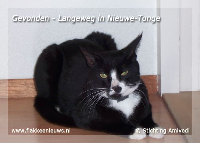 Gevonden en vermiste huisdieren week 27-2009