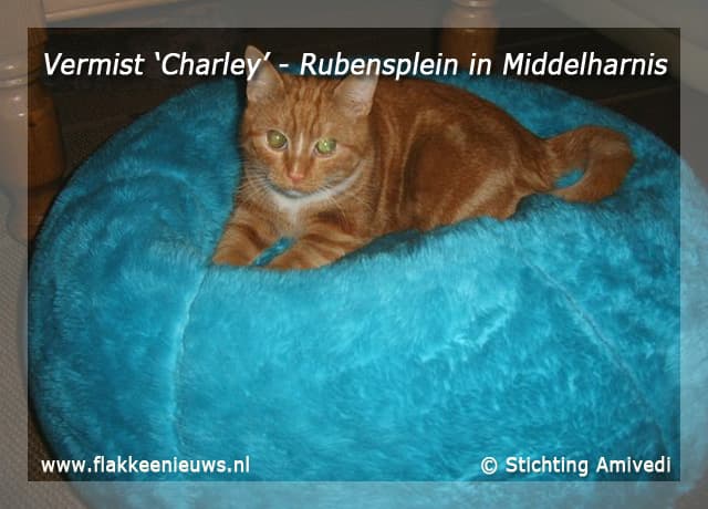 Gevonden en vermiste huisdieren week 32-2009