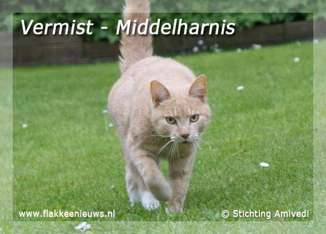 Gevonden en vermiste huisdieren week 34-2009