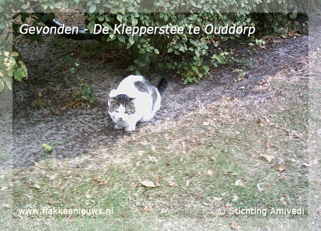 Gevonden en vermiste huisdieren week 38-2009