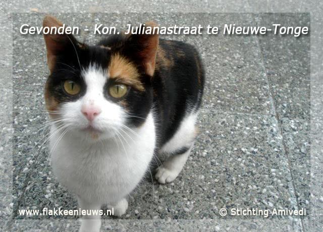 Gevonden en vermiste huisdieren week 38-2009