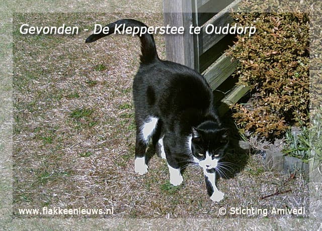 Gevonden en vermiste huisdieren week 38-2009