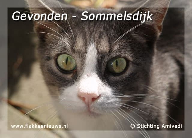 Gevonden en vermiste huisdieren week 43-2009