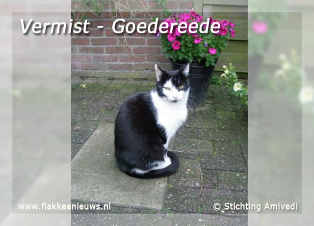 Gevonden en vermiste huisdieren week 43-2009