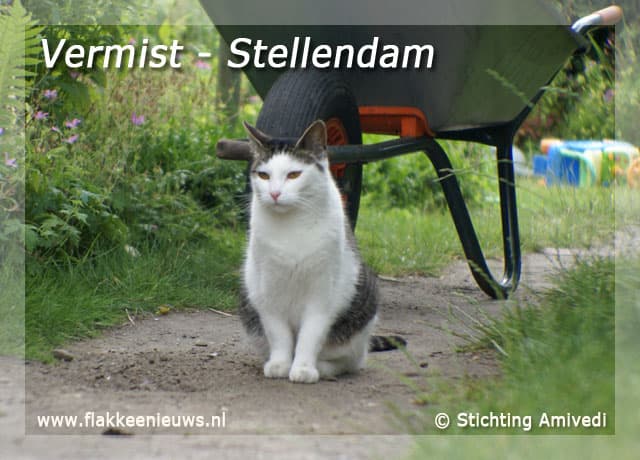 Gevonden en vermiste huisdieren week 47-2009