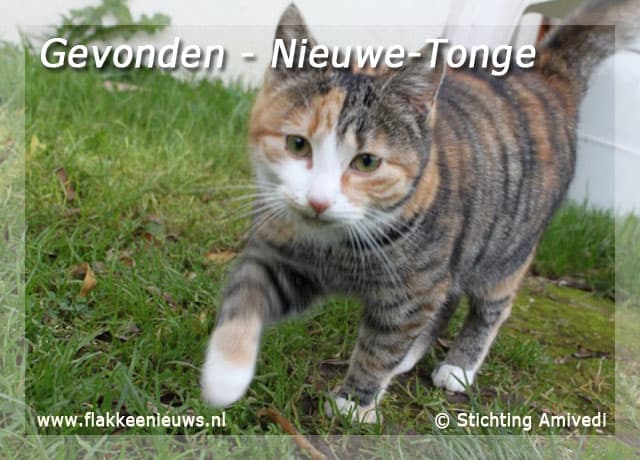 Gevonden en vermiste huisdieren week 48-2009