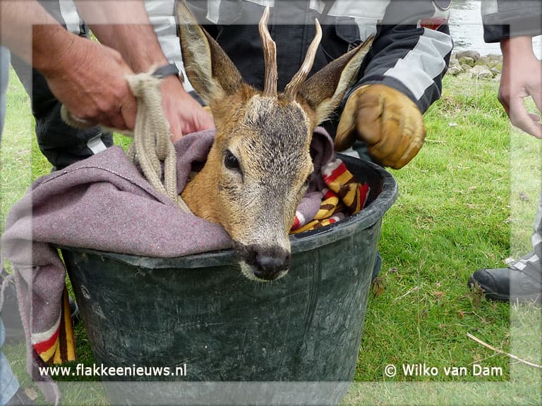 Brandweer helpt hert uit 't Haringvliet