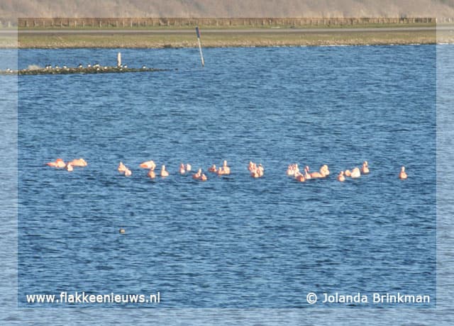 Flamingo's op de Grevelingen