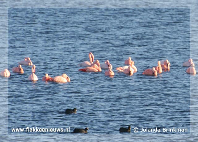 Flamingo's op de Grevelingen