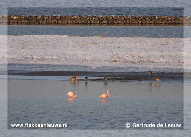 Flamingo's op de Grevelingen