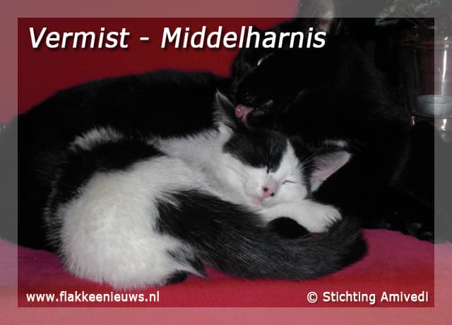 Gevonden en vermiste huisdieren week 04-2010