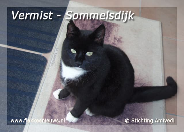 Gevonden en vermiste huisdieren week 05-2010