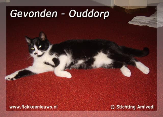 Gevonden en vermiste huisdieren week 05-2010
