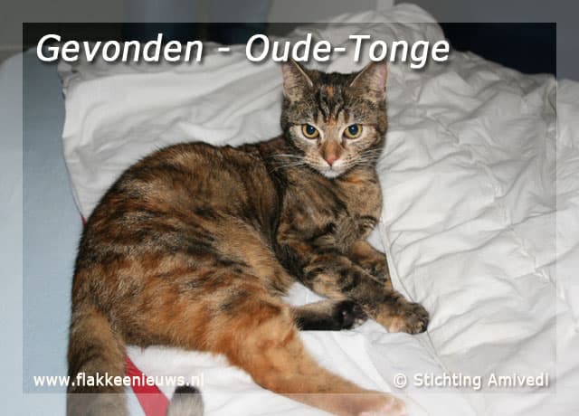 Gevonden en vermiste huisdieren week 06-2010