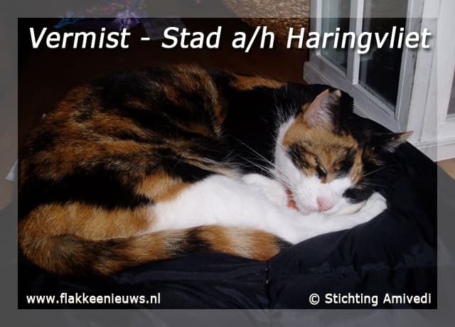 Gevonden en vermiste huisdieren week 8-2010