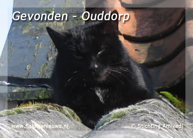Gevonden en vermiste huisdieren week 10-2010