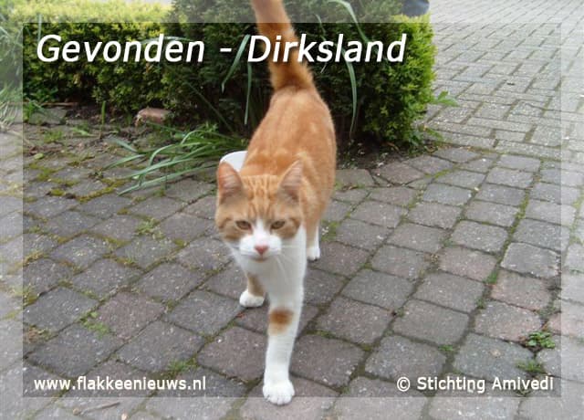 Gevonden en vermiste huisdieren week 19-2010