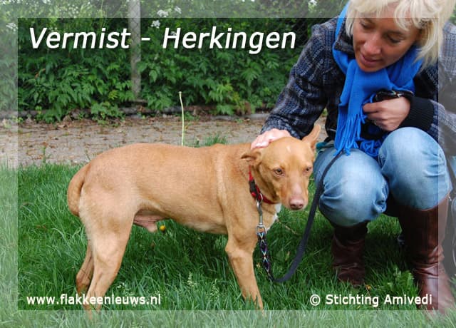 Gevonden en vermiste huisdieren week 20-2010