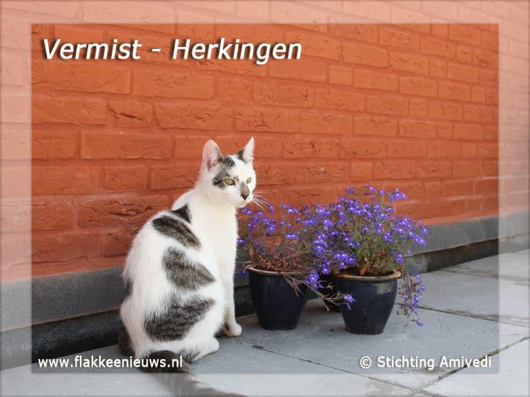 Gevonden en vermiste huisdieren week 23-2010