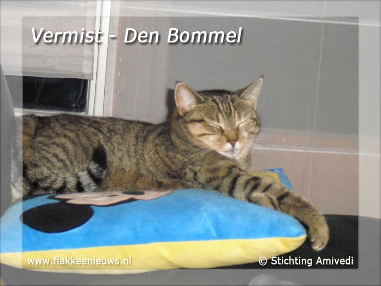 Gevonden en vermiste huisdieren week 39-2010