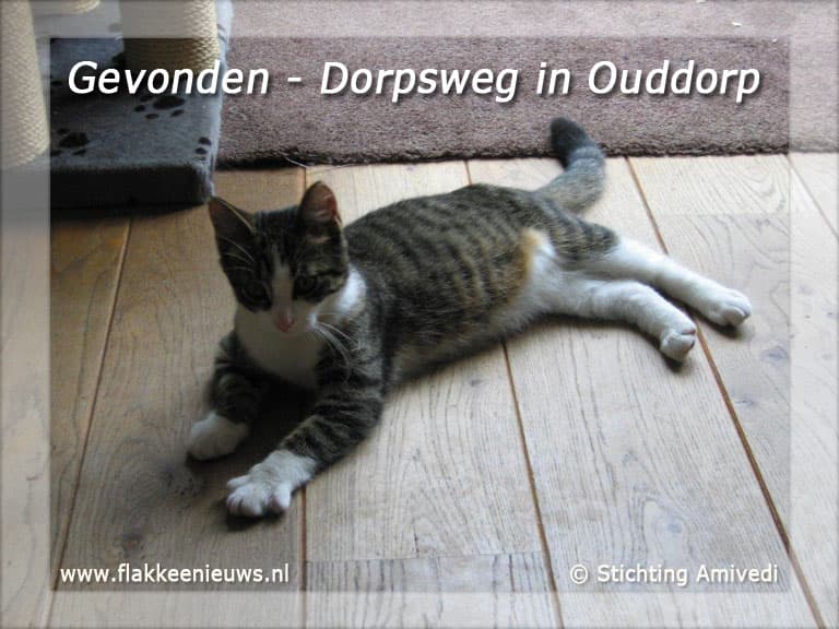Gevonden en vermiste huisdieren week 39-2010