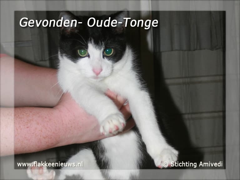 Gevonden en vermiste huisdieren week 40-2010