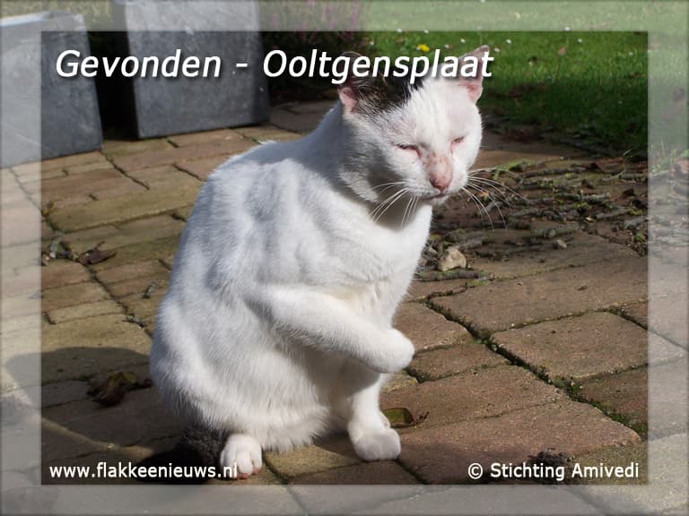 Gevonden en vermiste huisdieren week 41-2010