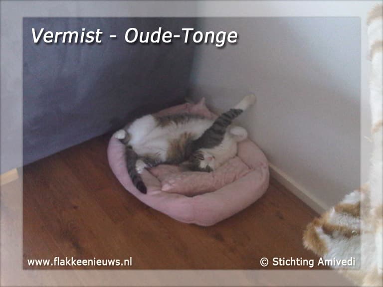 Gevonden en vermiste huisdieren week 43-2010