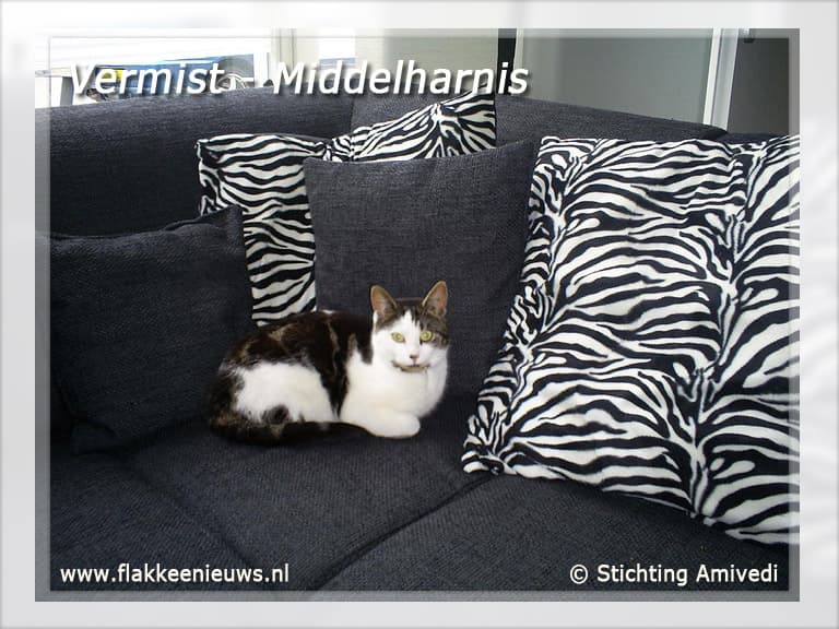 Gevonden en vermiste huisdieren week 45-2010