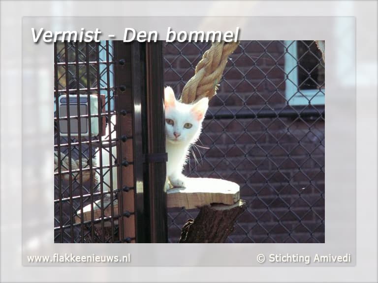 Gevonden en vermiste huisdieren week 47-2010
