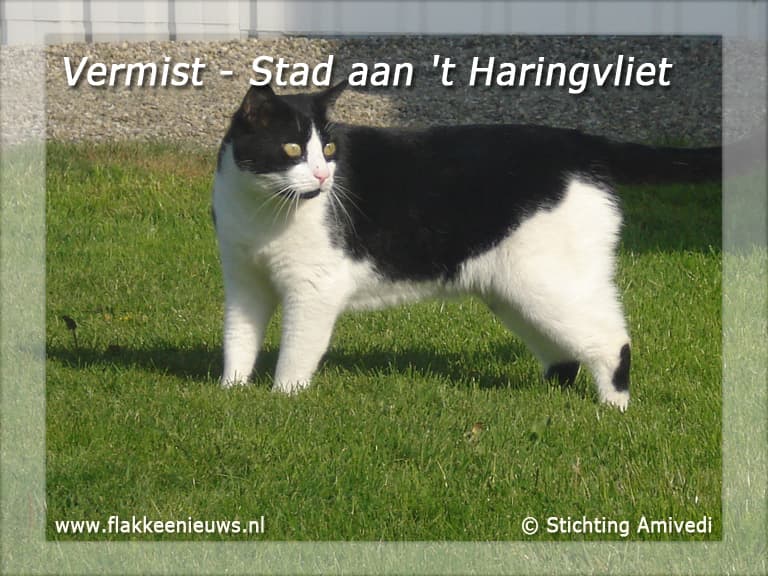 Gevonden en vermiste huisdieren week 49-2010