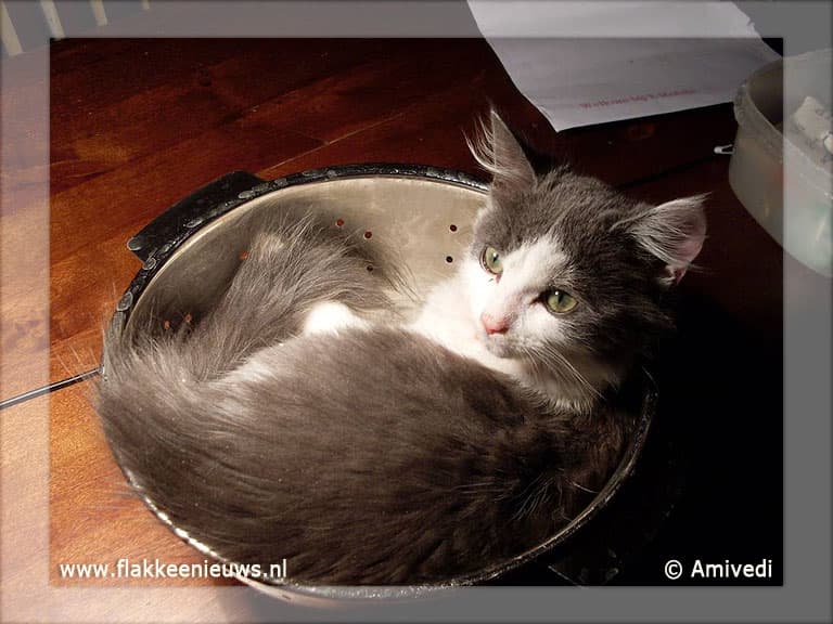 Gevonden en vermiste dieren week 13-2011