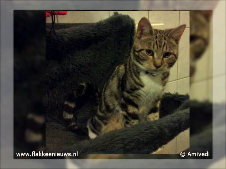 Gevonden en vermiste dieren week 13-2011