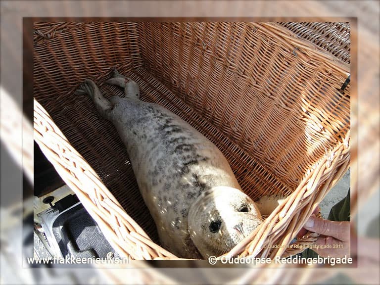 Zeehond gevonden op strand Ouddorp