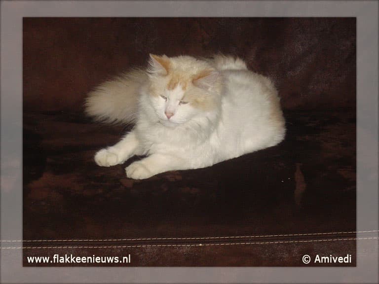 Gevonden en vermiste huisdieren week 21-2011