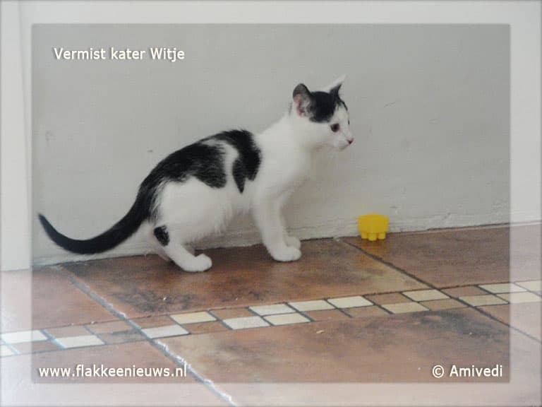 Gevonden en vermiste huisdieren week 24-2011