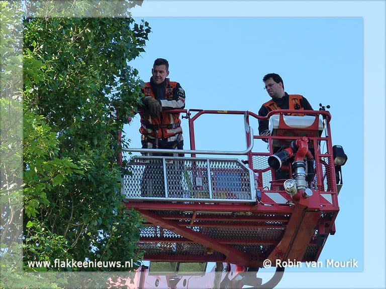 Brandweer redt kat uit de boom
