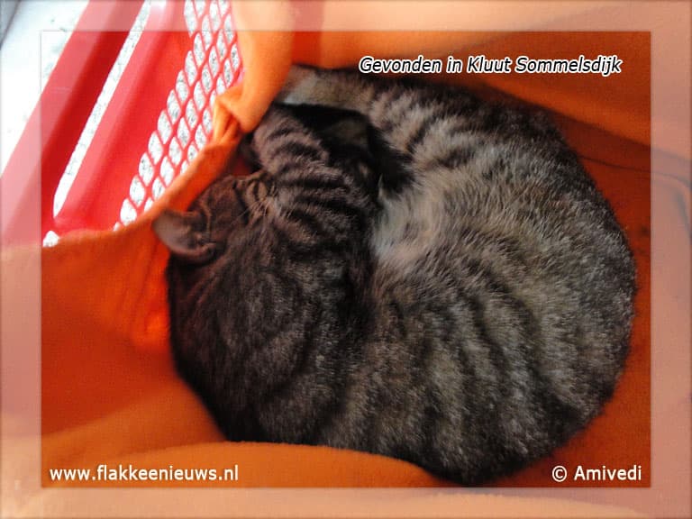 Gevonden en vermiste huisdieren week 28-2011