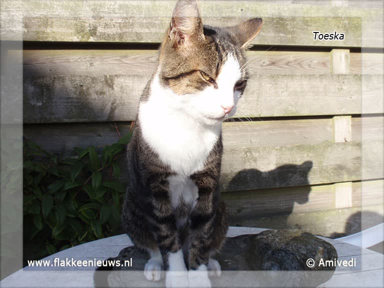 Gevonden en vermiste huisdieren week 28-2011