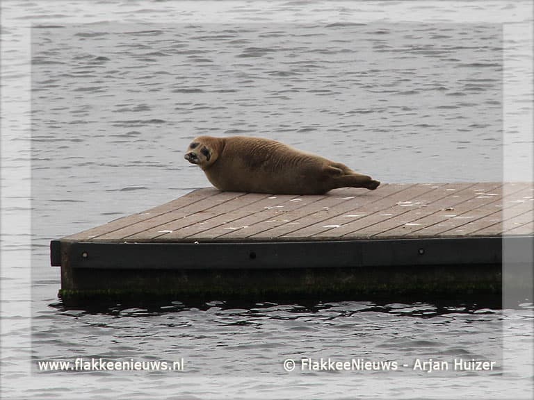 Zeehond gesignaleerd in Ouddorp