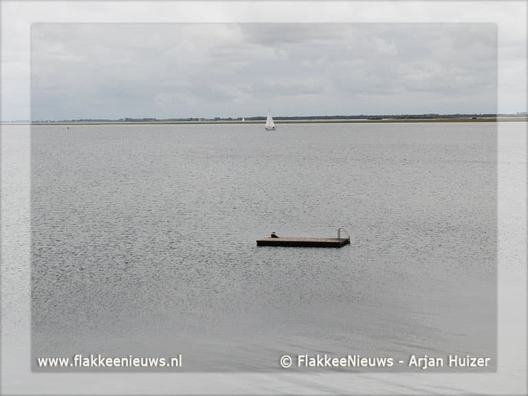 Zeehond gesignaleerd in Ouddorp