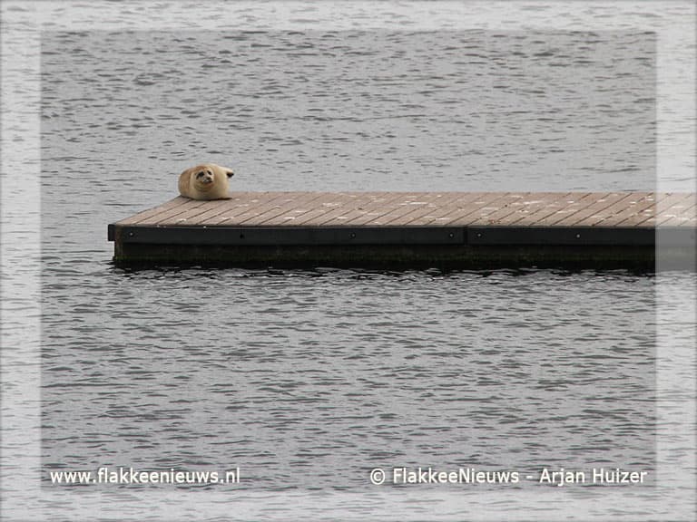 Zeehond gesignaleerd in Ouddorp